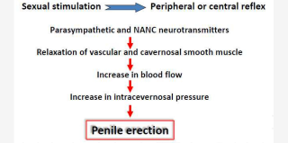 Illustration for article titled Keeping It Up: The Science of Erections